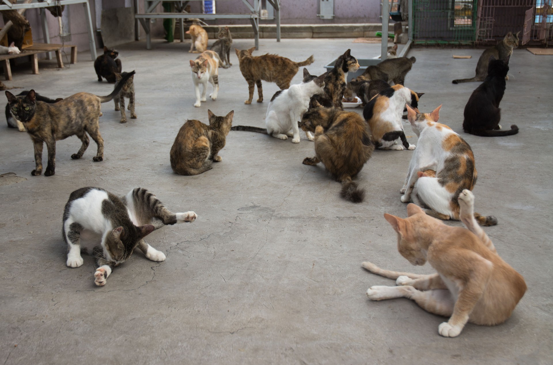 Stray Cats Gathering at a Stray Cat Shelter - Animal Rescue and Homeless Cats Concept