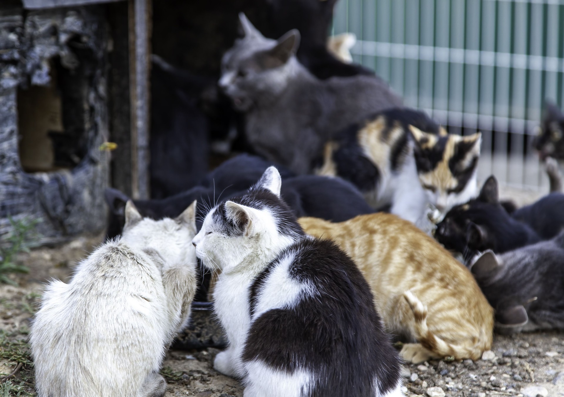 Feline colony in the street
